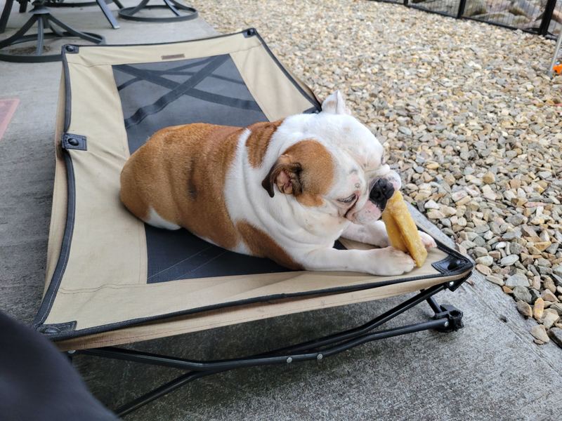 Biscuit relaxing on her camp cot at the campsite