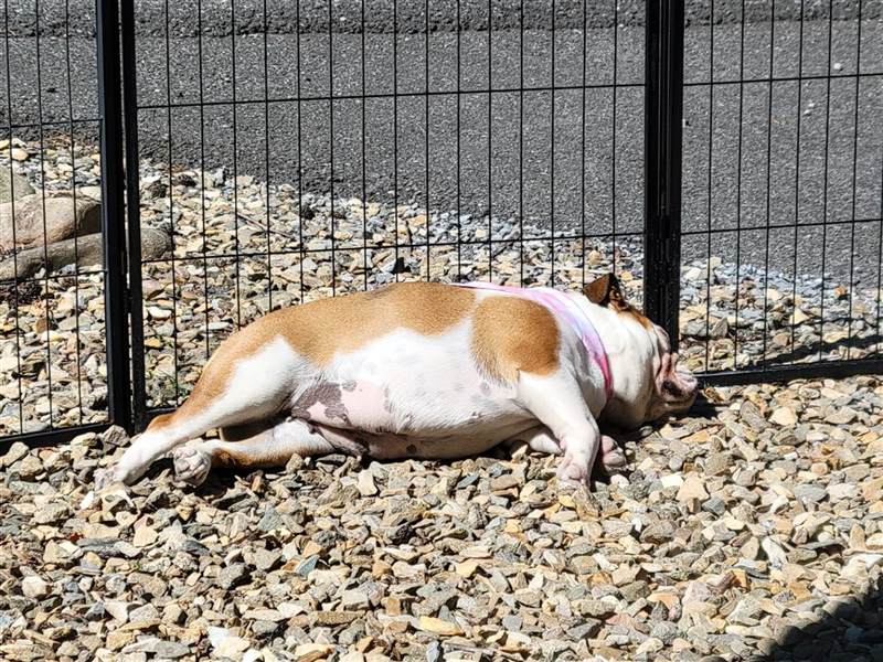 Biscuit relaxing at a full-hookup campsite