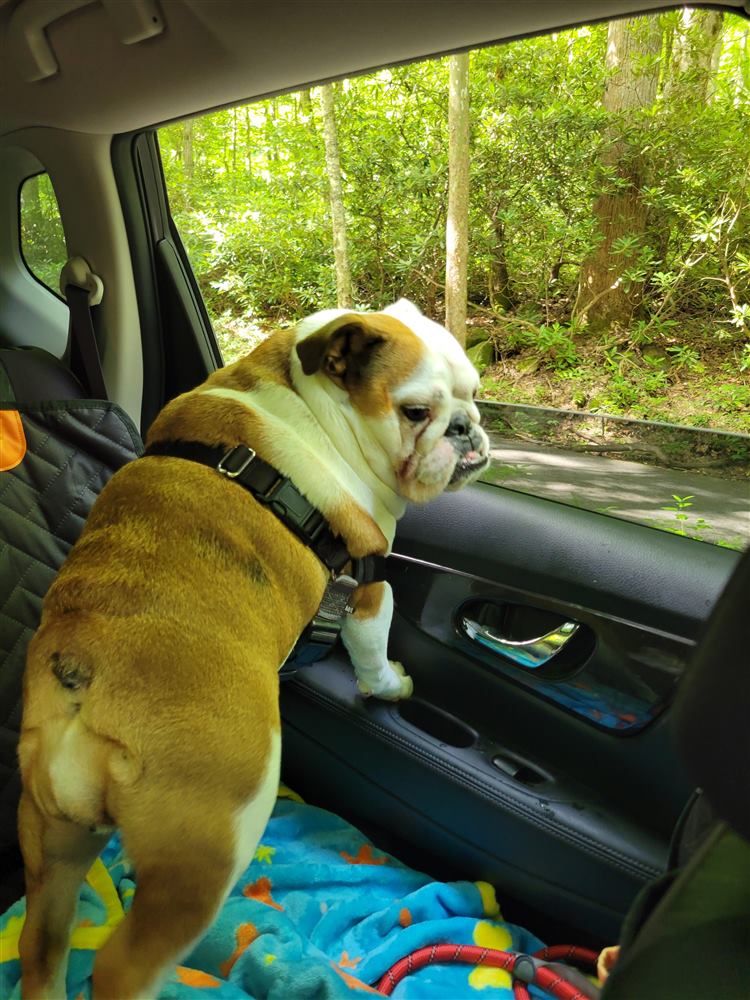Biscuit looking out the car window on a mountain drive