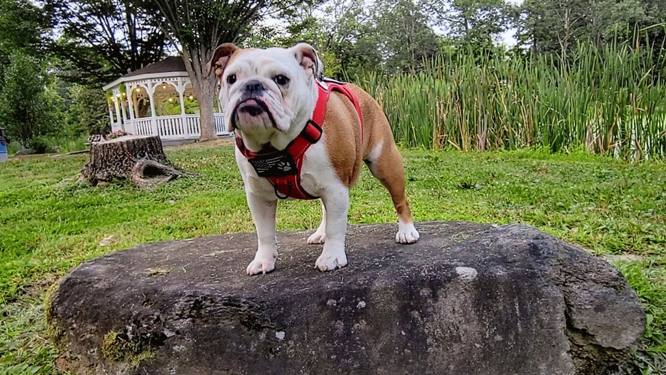 Biscuit standing on a big rock in her red service dog harness