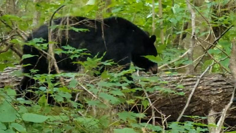 A black bear spotted in the woods near our campsite