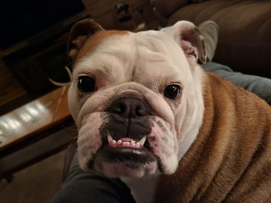 Biscuit the Camping Bulldog — that famous smile!