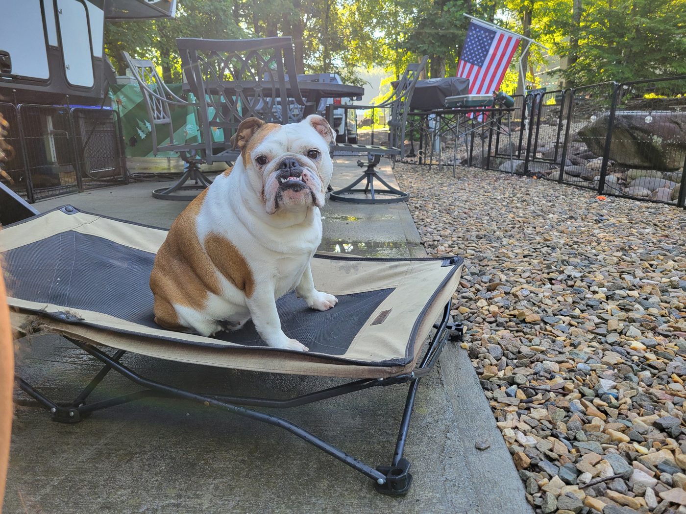 Biscuit on her cot inside the FXW dog fence at the campsite